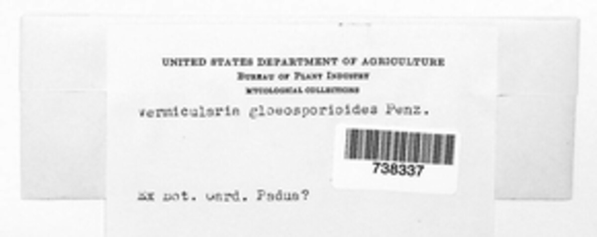 Colletotrichum gloeosporioides image